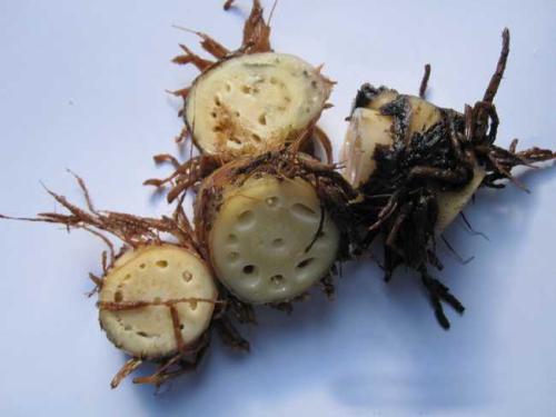 每一味中药背后都有一个美丽传说之藕节