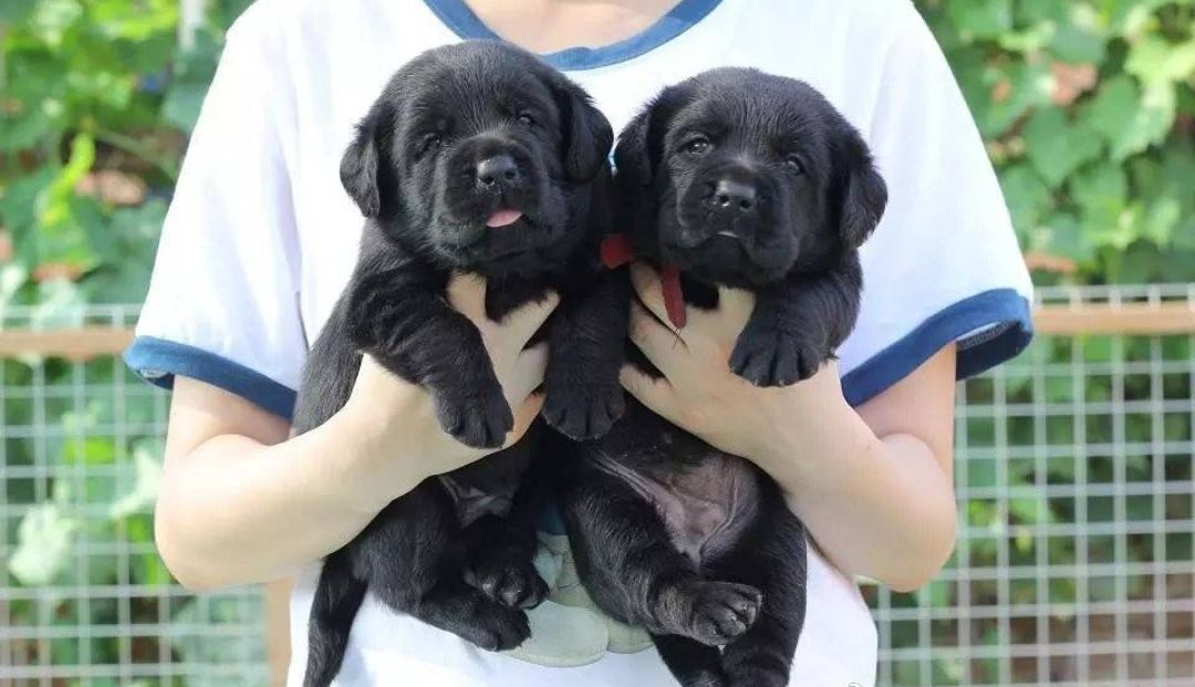 拉布拉多幼犬回家多久可以出门,拉布拉多小狗到新家注意事项