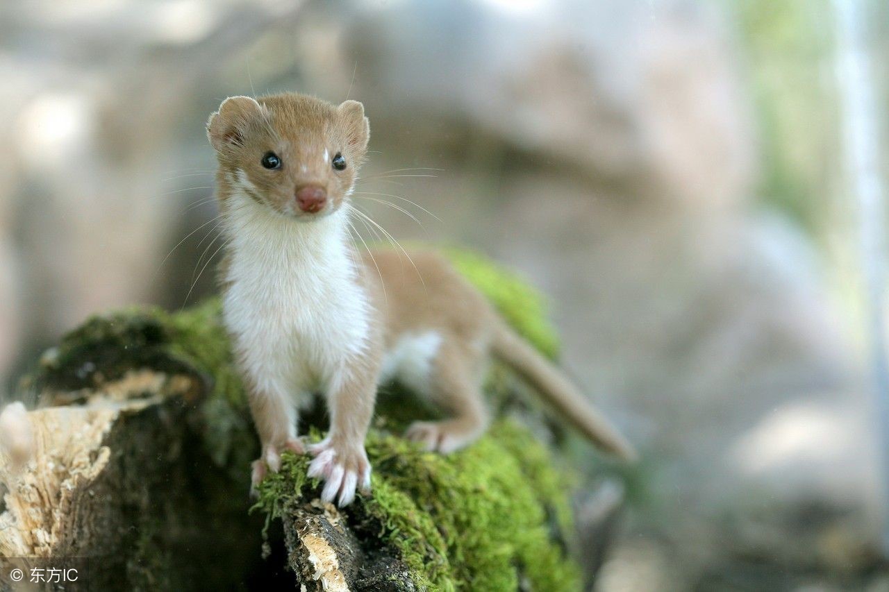 黄鼠狼给鸡拜年真实事件,黄鼠狼给鸡拜年怎么治黄鼠狼