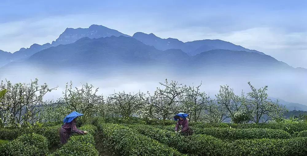 竹叶青53度,山西竹叶青酒