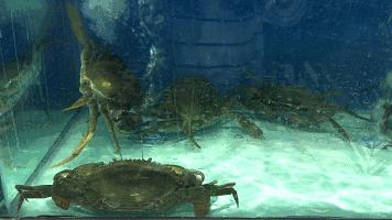 天津海鲜自助一百多一位的餐厅,天津高端自助海鲜价位