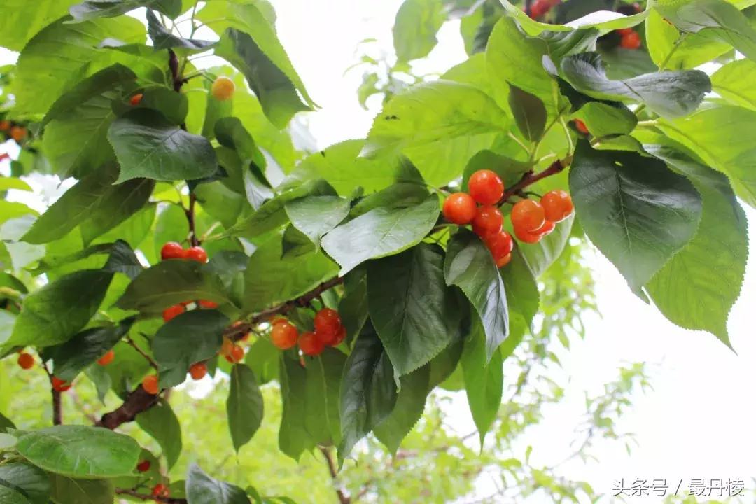 吃安逸耍惨！丹棱的“桑泡儿”紫了，“恩特儿”红了，约起来~