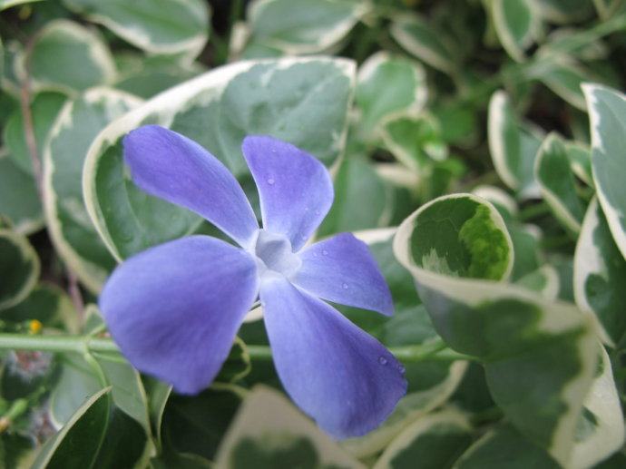 花叶蔓长春花和金边黄杨的区别,花叶蔓长春花耐寒多少度