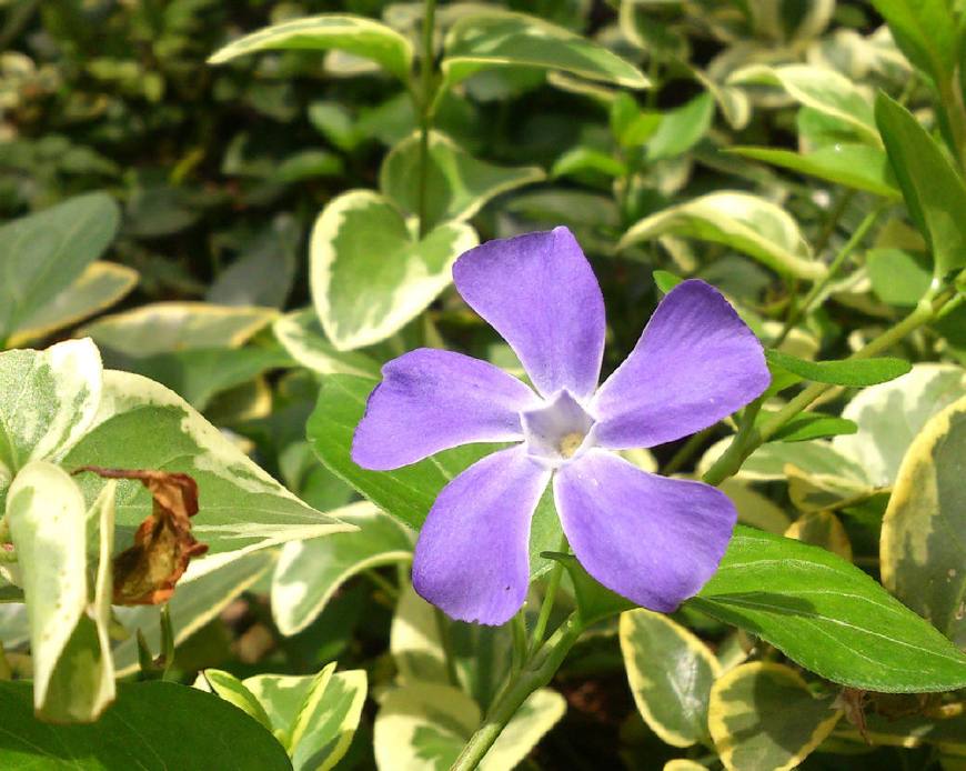 花叶蔓长春花和金边黄杨的区别,花叶蔓长春花耐寒多少度