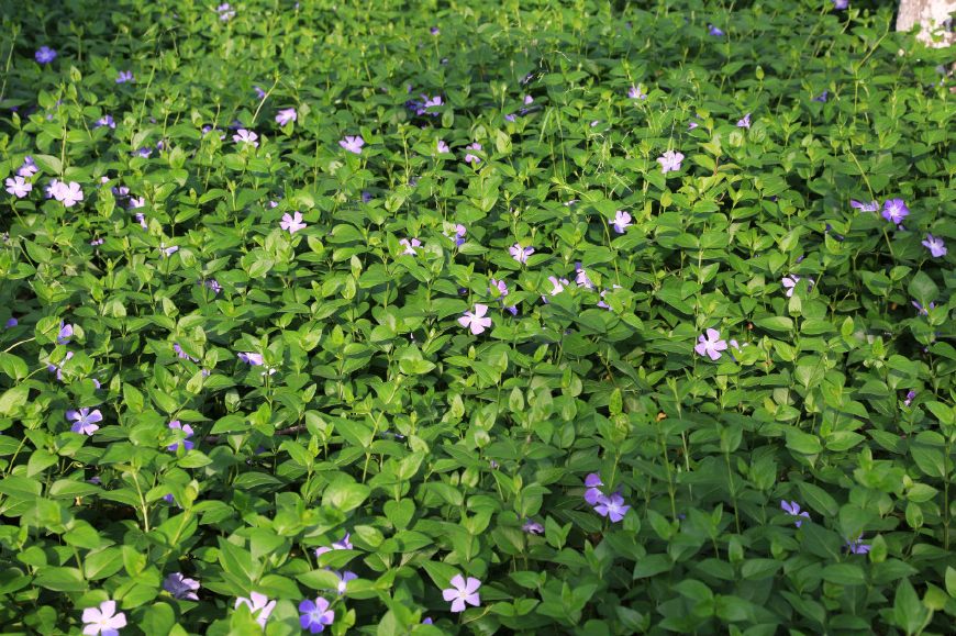 花叶蔓长春花和金边黄杨的区别,花叶蔓长春花耐寒多少度