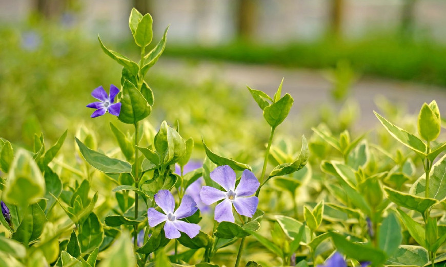 花叶蔓长春花和金边黄杨的区别,花叶蔓长春花耐寒多少度