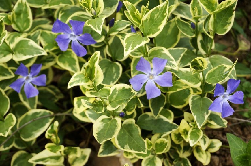 花叶蔓长春花和金边黄杨的区别,花叶蔓长春花耐寒多少度