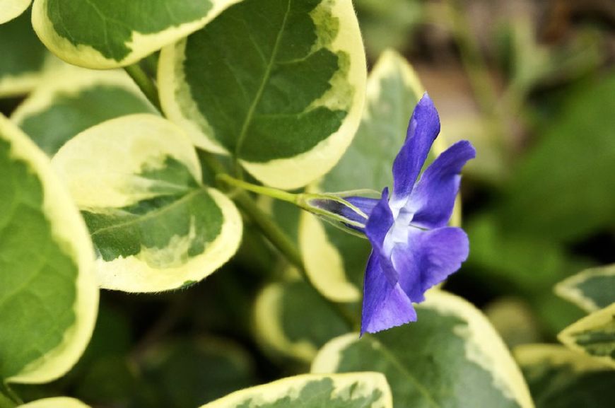 花叶蔓长春花和金边黄杨的区别,花叶蔓长春花耐寒多少度