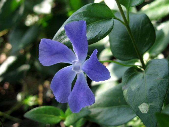 花叶蔓长春花和金边黄杨的区别,花叶蔓长春花耐寒多少度