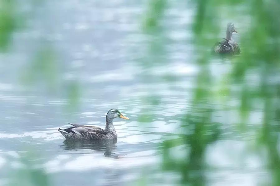 春柳,最平易近人的春色