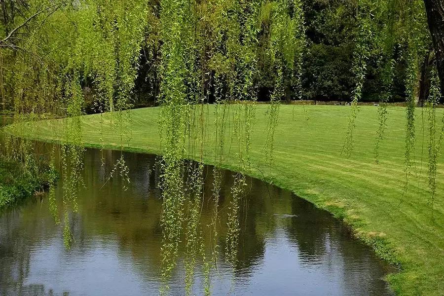 春柳,最平易近人的春色