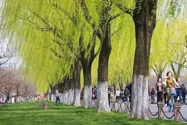 春柳,最平易近人的春色