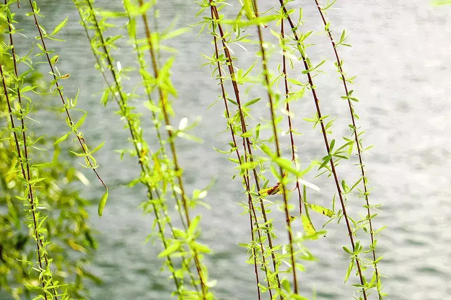 春柳,最平易近人的春色