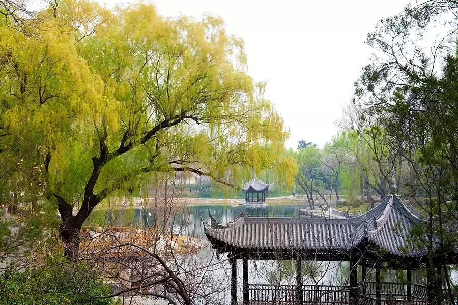 春柳,最平易近人的春色