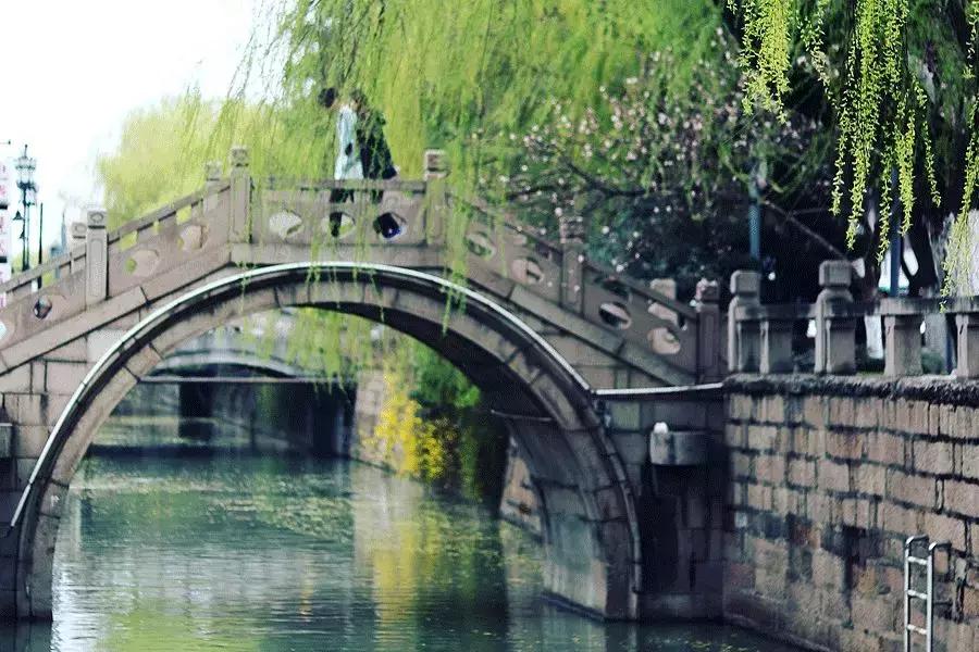 春柳,最平易近人的春色