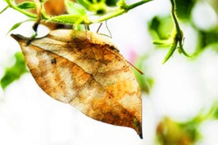 十大最美蝴蝶壁纸,最美的蝴蝶视频