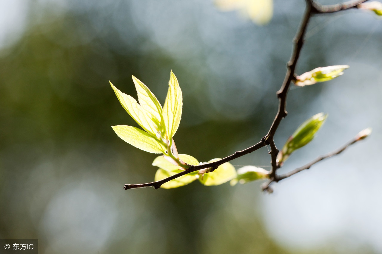 小学必掌握知识语文点读,小学语文必备知识点建议珍藏