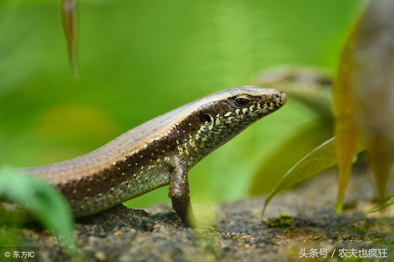 农村一小动物像蛇却有脚、尾巴断了会“再生”，在你家乡还有吗？