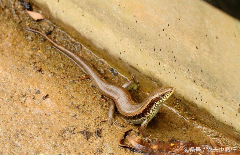 农村一小动物像蛇却有脚、尾巴断了会“再生”，在你家乡还有吗？