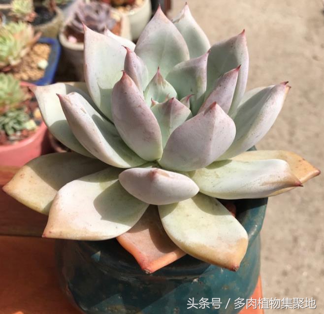 多肉怎么养才能越养越健康越漂亮,露养多肉应该注意什么细节