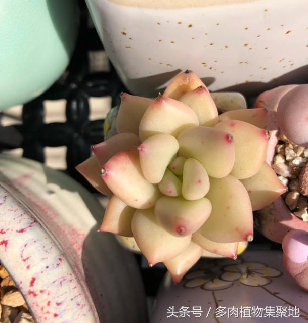 多肉怎么养才能越养越健康越漂亮,露养多肉应该注意什么细节