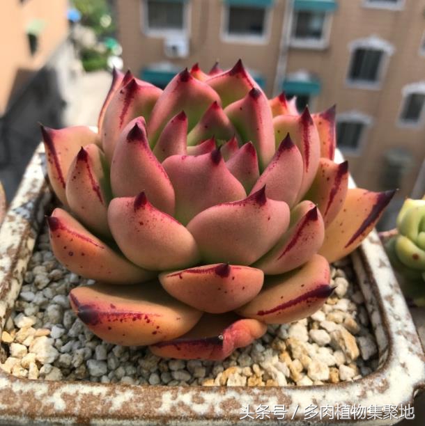 多肉怎么养才能越养越健康越漂亮,露养多肉应该注意什么细节