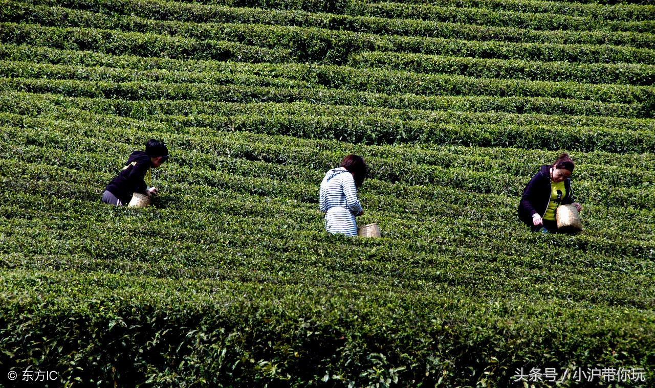 离安吉最近的旅游地方,上海安吉周边游玩