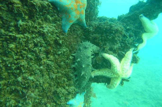 进口海参和国产海参区别,韩国进口海参