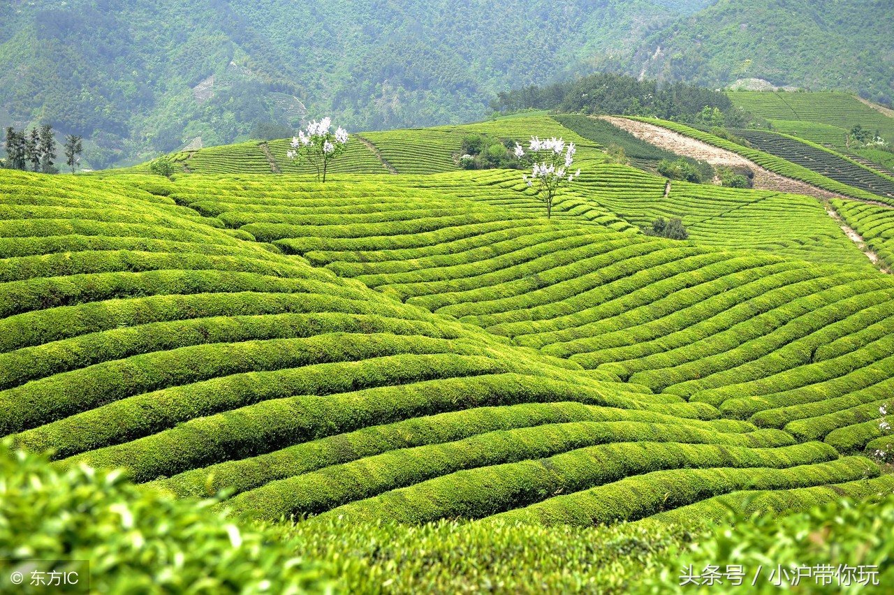 离安吉最近的旅游地方,上海安吉周边游玩