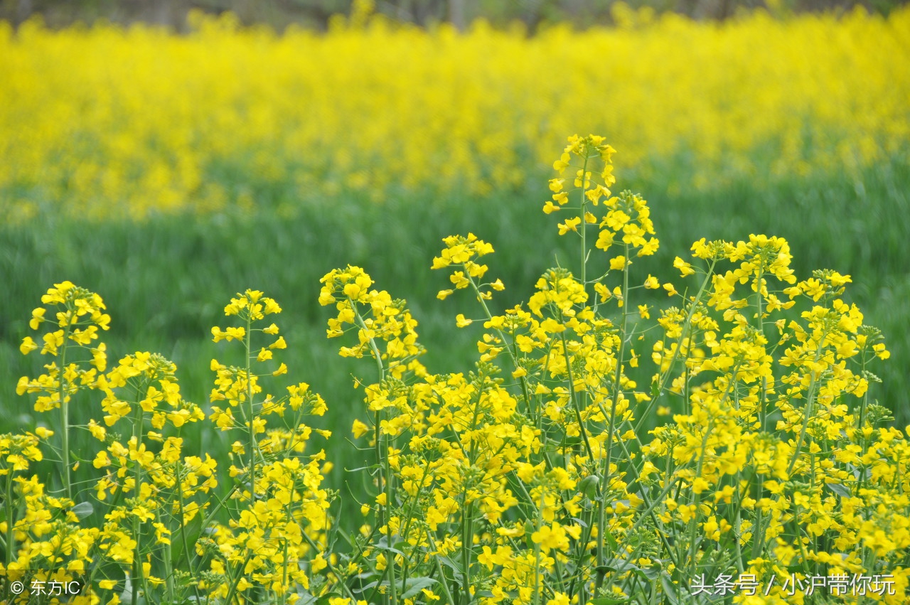 离安吉最近的旅游地方,上海安吉周边游玩