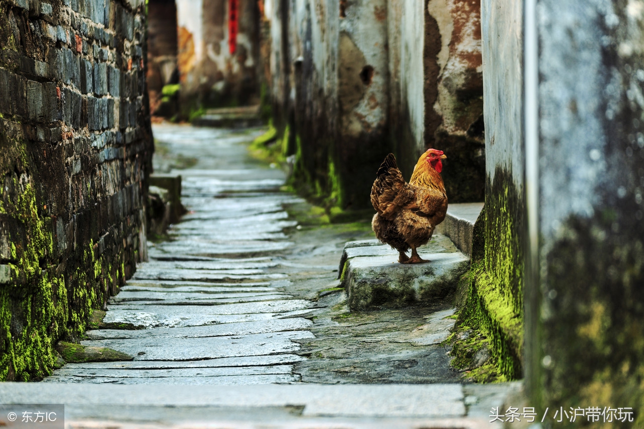 离安吉最近的旅游地方,上海安吉周边游玩