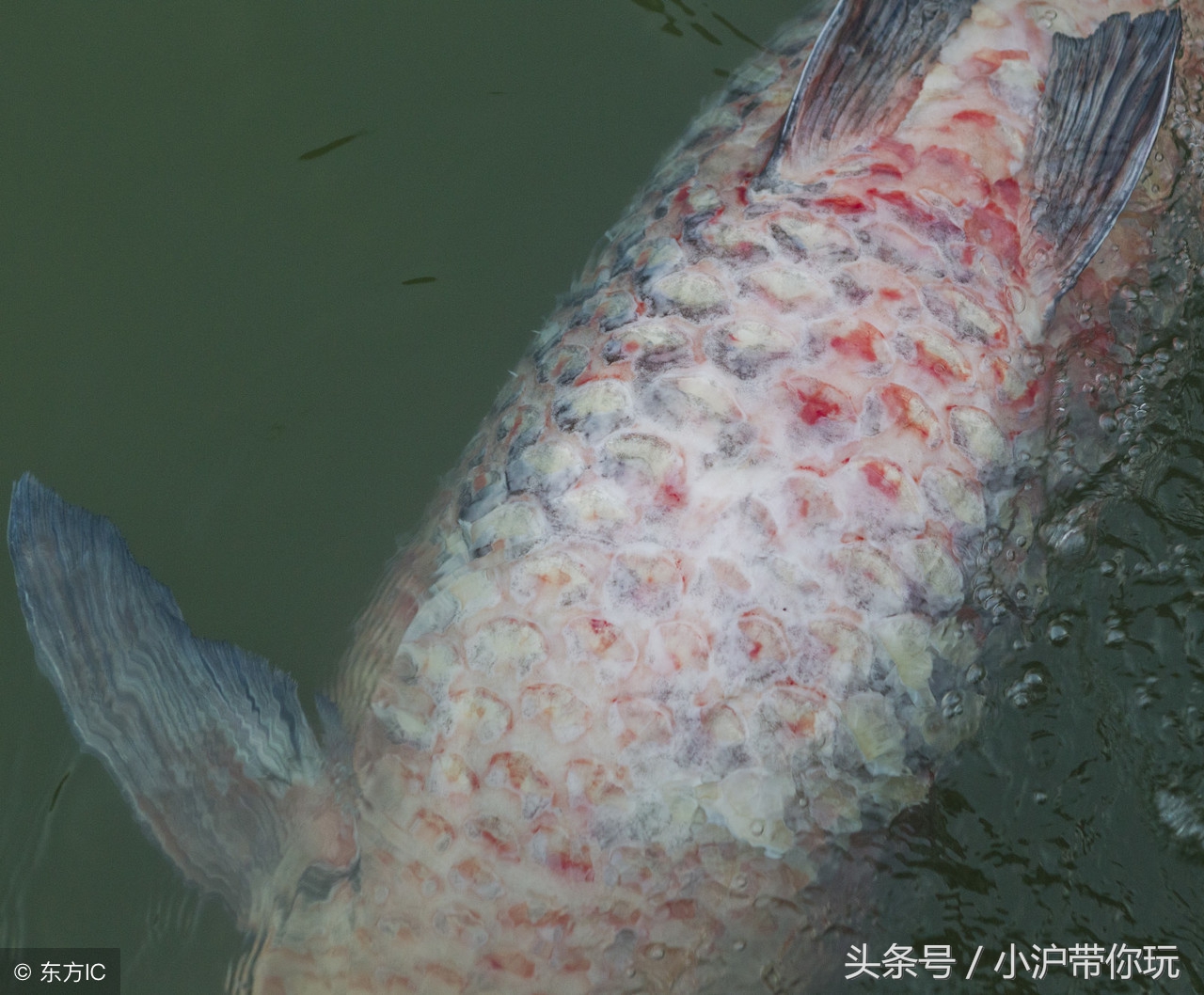 离安吉最近的旅游地方,上海安吉周边游玩