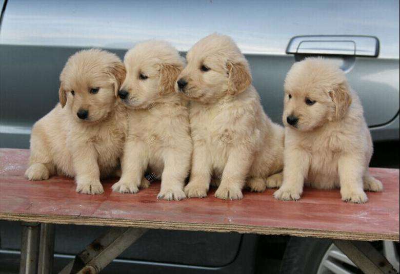 美施美康宠物营养膏,麦德氏宠物营养膏