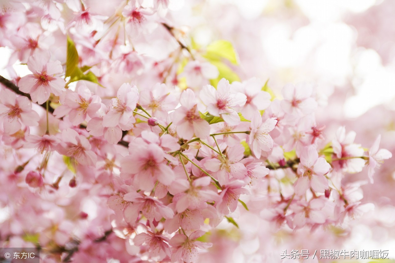 日本水素水真的有效果吗,日本水素的功效