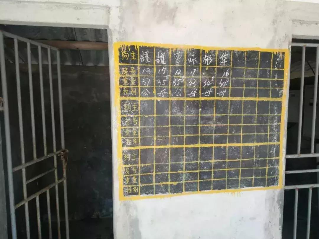 「独家」斗狗赌博案侦破实录丨什么的“游戏”让老人们如此疯狂?