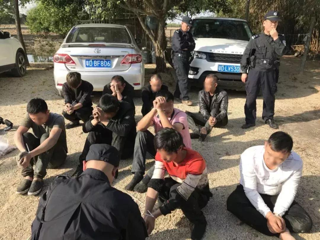 「独家」斗狗赌博案侦破实录丨什么的“游戏”让老人们如此疯狂?