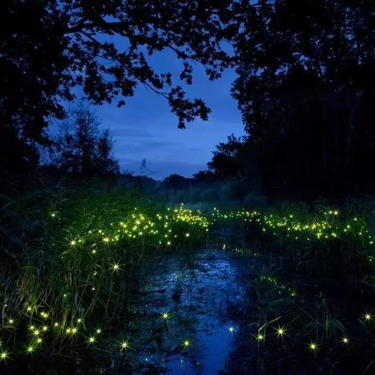 马来西亚红树林长鼻猴萤火虫之旅,亚庇美人鱼萤火虫一日游