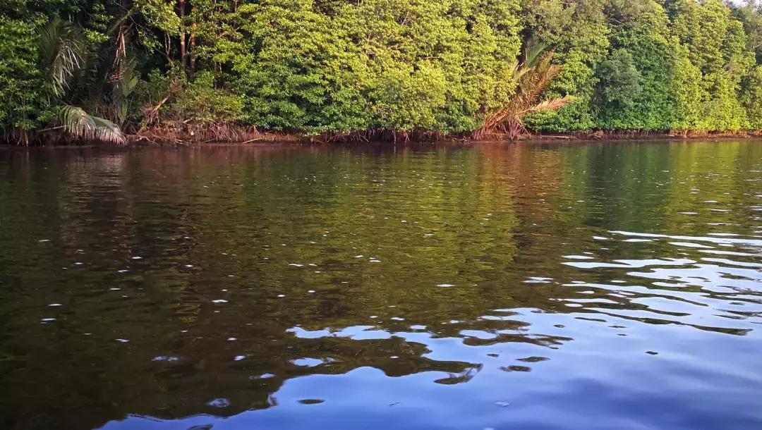 马来西亚红树林长鼻猴萤火虫之旅,亚庇美人鱼萤火虫一日游