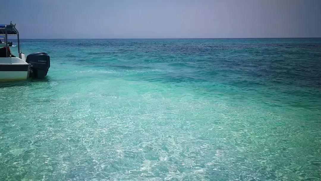 马来西亚红树林长鼻猴萤火虫之旅,亚庇美人鱼萤火虫一日游