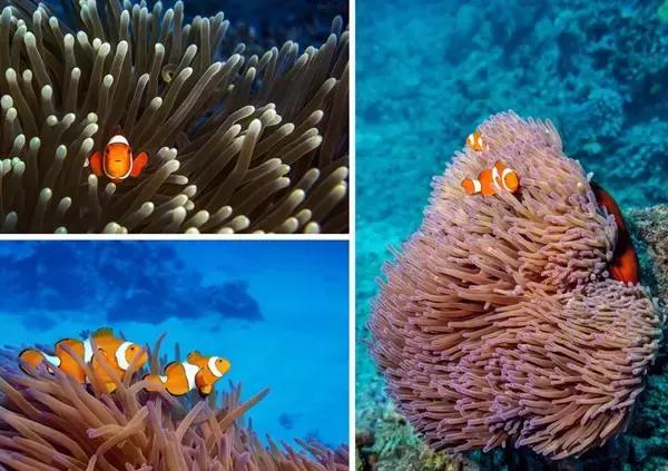 碧海蓝天椰风海韵阳光沙滩,碧海蓝天度假天堂