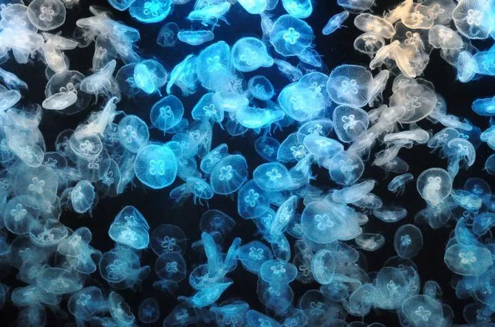 不止九龙旺角，这才是香港的天堂，但99%的人都去错地方了！