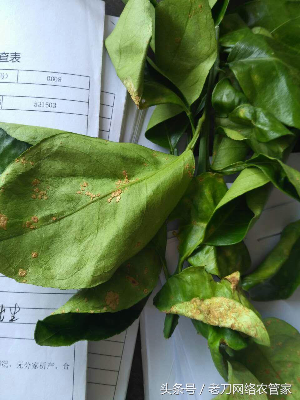 病害篇｜叶片上密密麻麻的小凸点，是什么？专家帮你解疑答惑