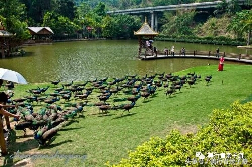 到版纳一定要体验一场泼水狂欢,云南景洪泼水节之旅