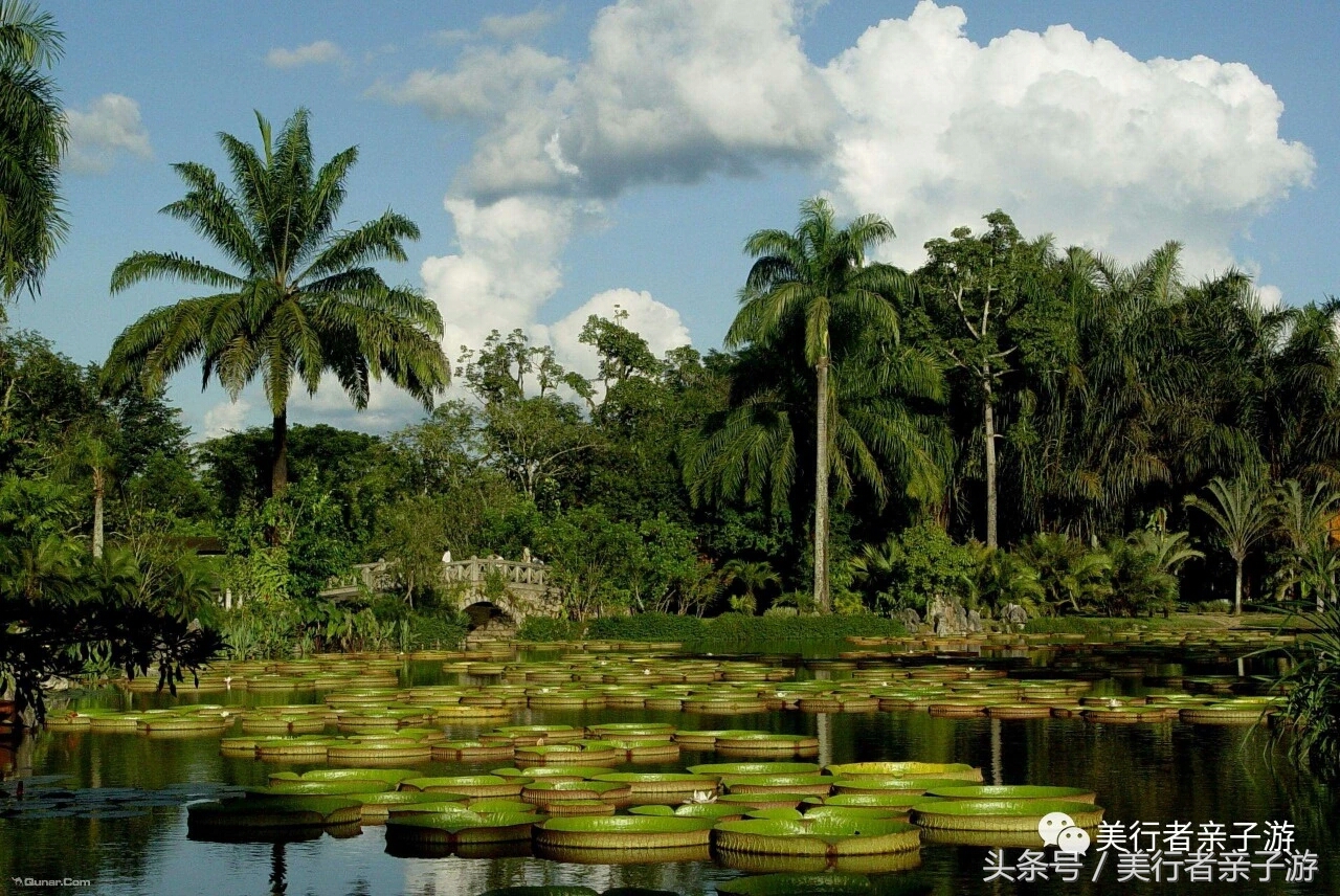 到版纳一定要体验一场泼水狂欢,云南景洪泼水节之旅