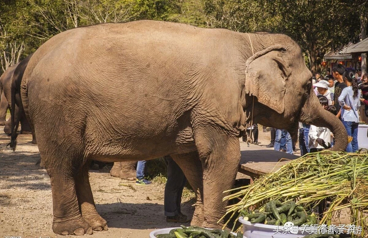到版纳一定要体验一场泼水狂欢,云南景洪泼水节之旅