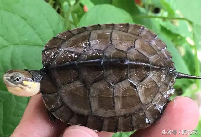 石金钱龟颜色及投资价值的关系