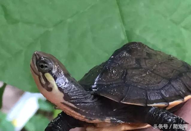 石金钱龟颜色及投资价值的关系