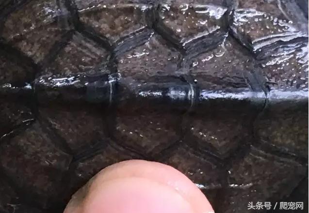 石金钱龟颜色及投资价值的关系