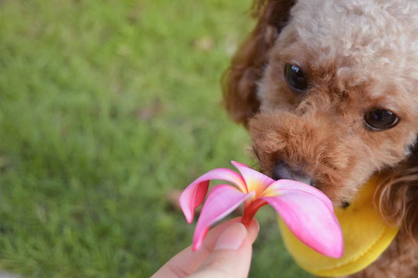 宠物狗拉肚子最快的解决方法,宠物拉稀怎么清理粪便