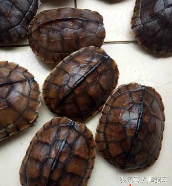 石金钱龟颜色及投资价值的关系